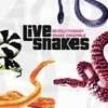 Revolutionary Snake Ensemble - Live Snakes 28-ACC5065.2